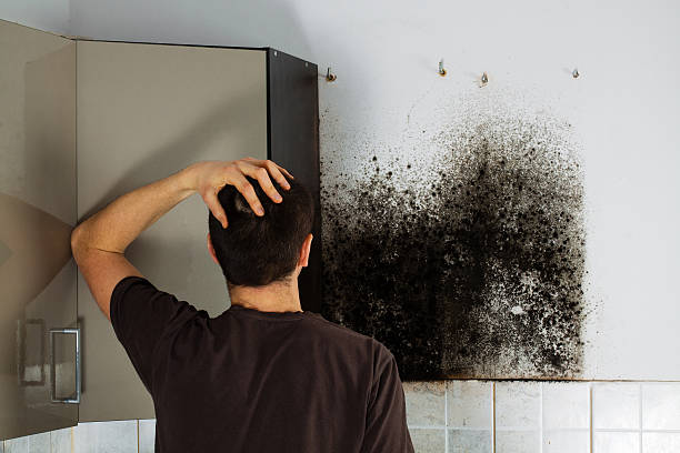 Best Black Mold Removal  in Wolfforth, TX